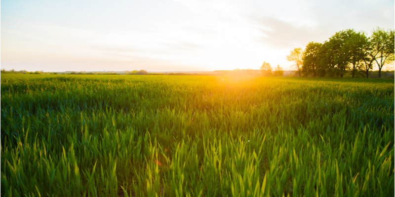 Bioenergy_800x400